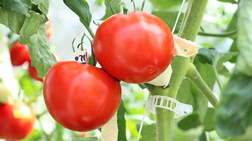 Genom düzenlemesi uygulanmış domatesler Japonyada sofralara giriyor: 3 kilosu 68 dolar