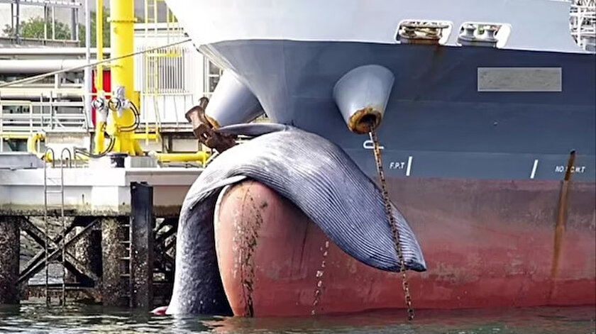 On metrelik balina tankerin pruvasına takıldı