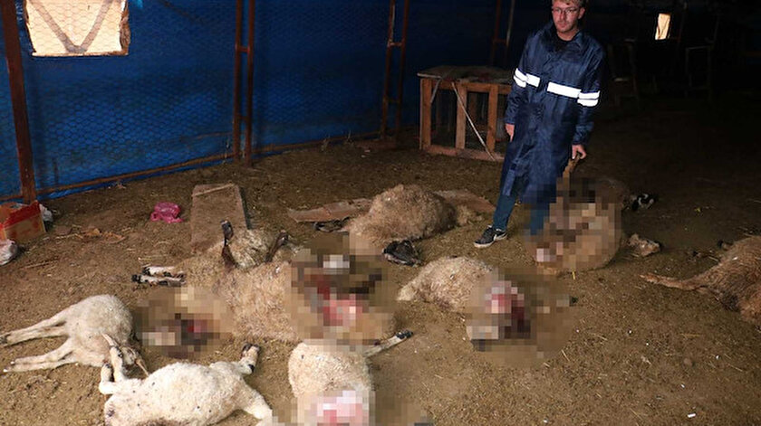 Çiftçi sabah uyandığında hayatının şokunu yaşadı: Yetkililerden yardım bekliyoruz