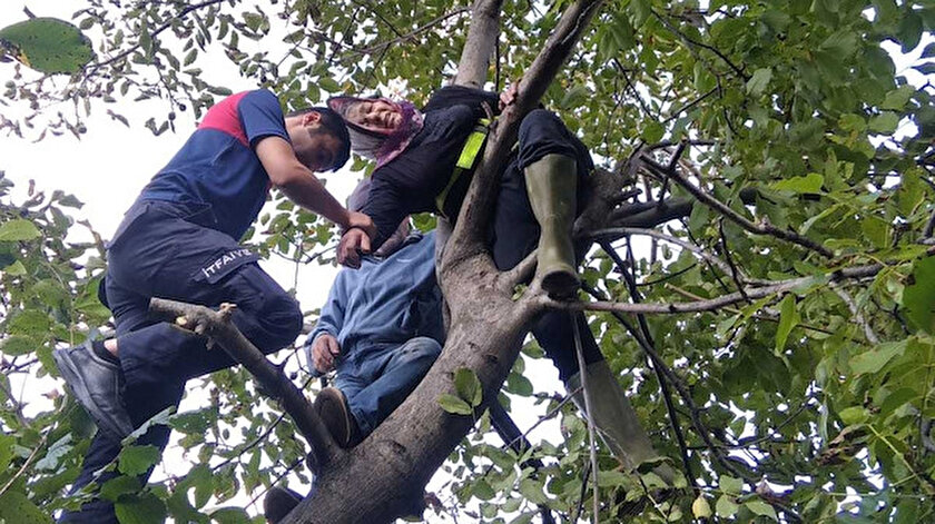Ceviz toplamak için çıktığı ağaçta mahsur kaldı: AFAD kurtardı