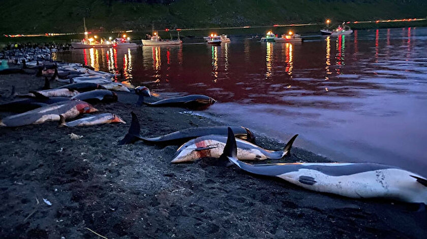 15 dakika can çekişiyor: Norveç tepkilere rağmen mink balinası avlamaktan vazgeçmiyor