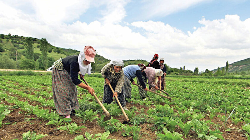 İklim krizine tarımsal planlama: Aşırı hava olayları üretimi olumsuz etkiliyor