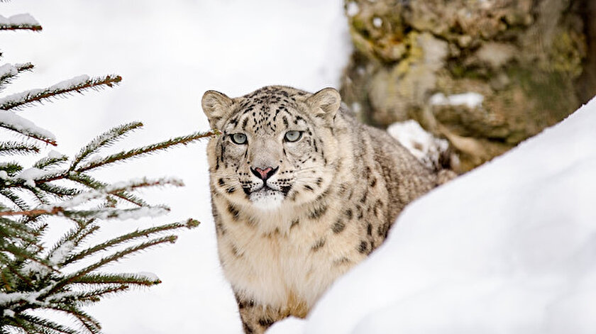 3 kar leoparı koronavirüsten öldü