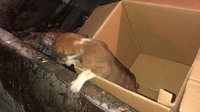 Çöp konteynerine karton kutuda atılmış yavru köpek bulundu