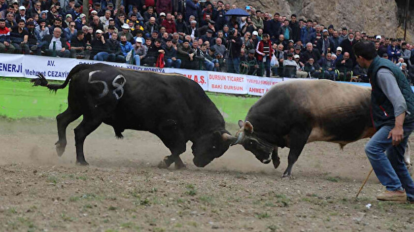 Sular altında kalacak boğa güreşleriyle ünlü ilçeye yeni yerinde yeni arena yapılacak