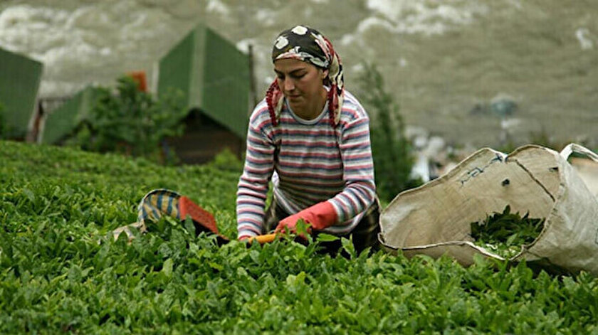 Ekim ayı yaş çay bedelleri yarın hesaplara yatırılacak