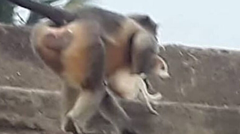 Böyle intikam görülmedi: Maymunlar 250 köpeği öldürdü - Yeni Şafak