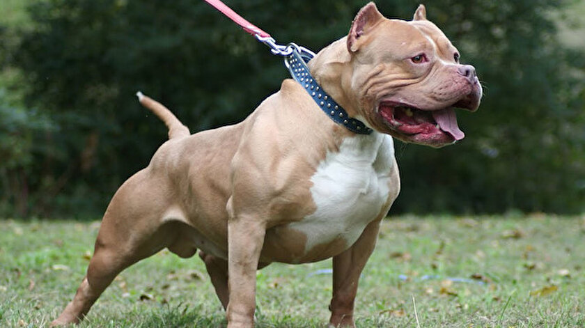Bakan Pakdemirli: Barınağa alınan köpek iade edilmeyecek