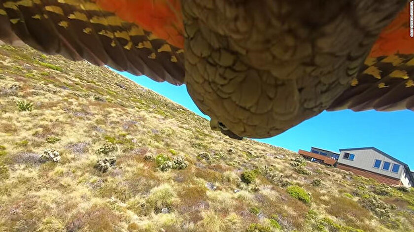 Hırsız papağan: Çaldığı GoPro’yla kaçışını çekti!