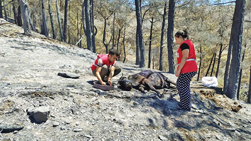 Kızılay hayvanlara da yardım edecek: Afetlerden etkilenen hayvanların tedavisi için protokol imzalandı