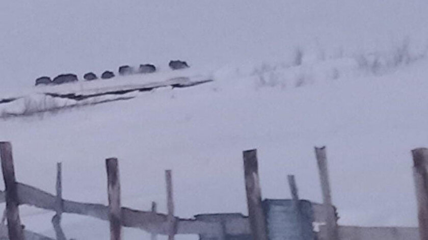 Sarıkamış’ta aç kalan domuz sürüsü köye indi