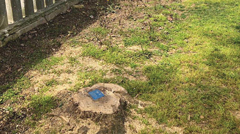 İBBden bir ağaç kıyımı daha