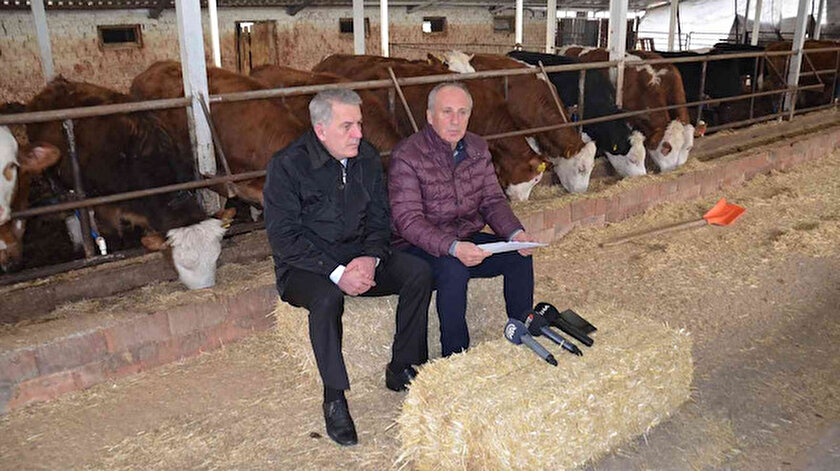 Muharrem İnce’den ahırda basın toplantısı: Büyükbaş hayvanları arkasına aldı saman balyalarını koltuk yaptı