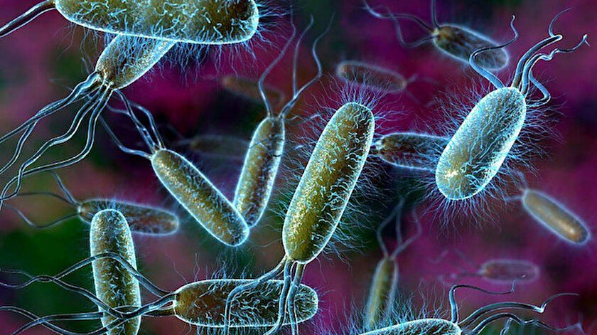 Salmonella hastalığı nasıl anlaşılır? Salmonella belirtileri neler?