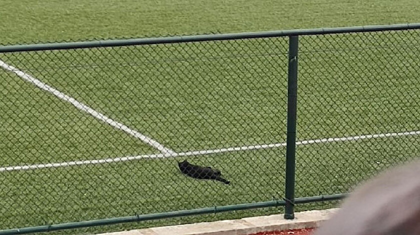 Futbol tutkunu kedi: Yattığı yerden maçları izliyor