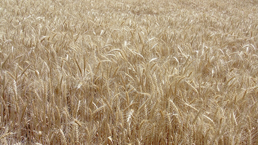 Tarım ve Orman Bakanlığından Hindistandan buğday ithal edildiği iddialarına yalanlama
