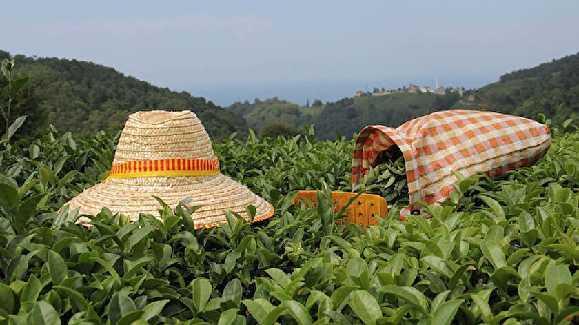 Rizeden yılın ocak-mayıs döneminde yapılan çay ihracatı 3 milyon 483 bin 969 dolara ulaştı