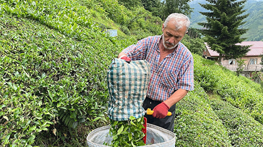 Çayda ikinci sürgün alımları başladı: Kota dekar başına 550 kilogram olarak belirledi