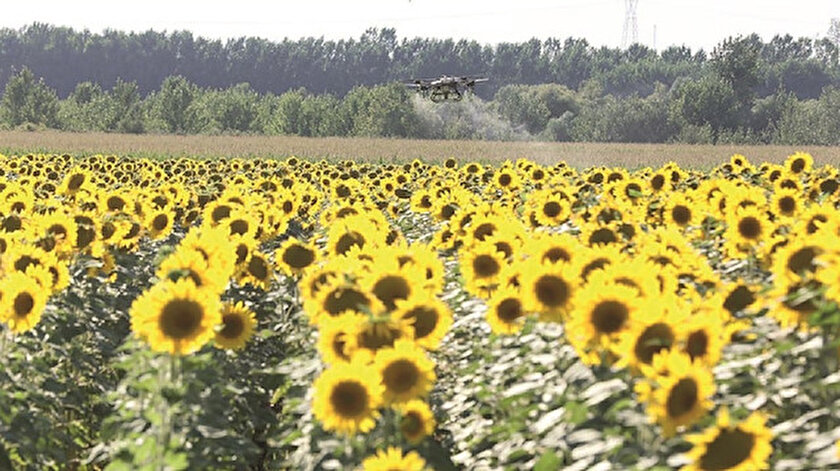 Trakya haberleri: Çayır tırtılına dronlu ilaçlama