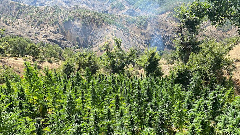 Bingölde Eren Abluka-9 Narkoterör Operasyonu: 3 milyon 329 bin kök kenevir ele geçirildi