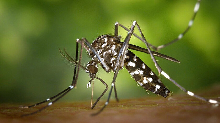 İstanbulda yayılımı artan Aedes sivrisineği alerjik reaksiyona yol açıyor