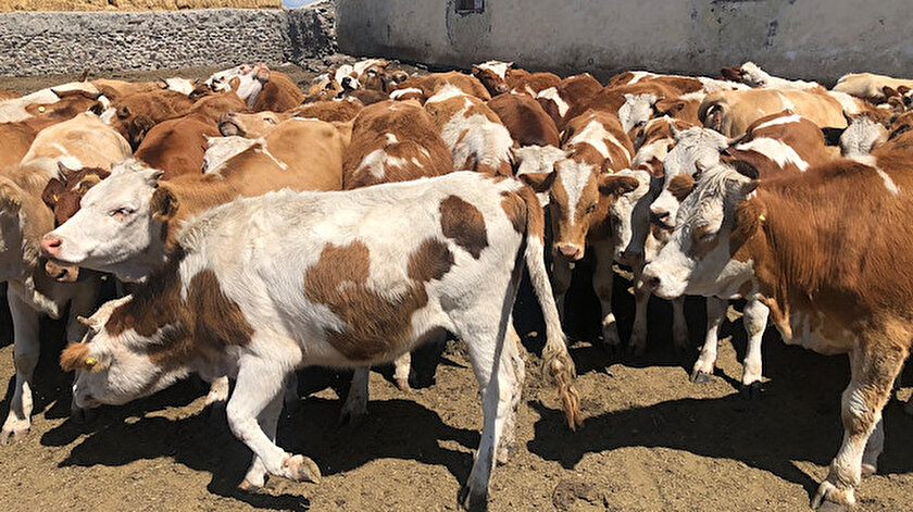 Karstaki canlı hayvan pazarları şap hastalığı nedeniyle kapatıldı