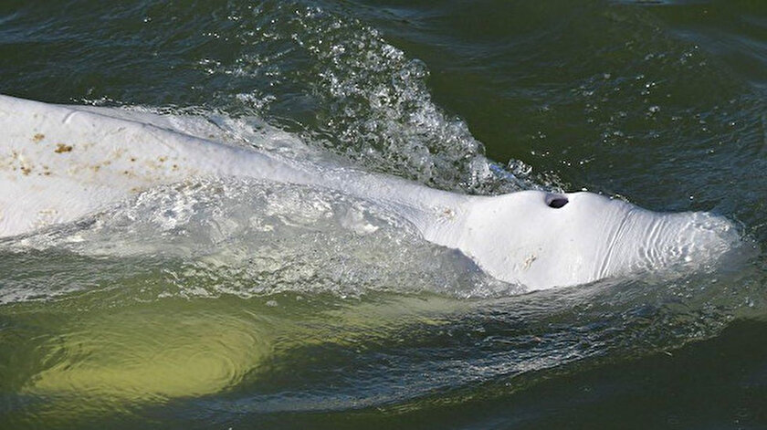 Nehirde mahsur kalan beyaz balina için umutlar azalıyor