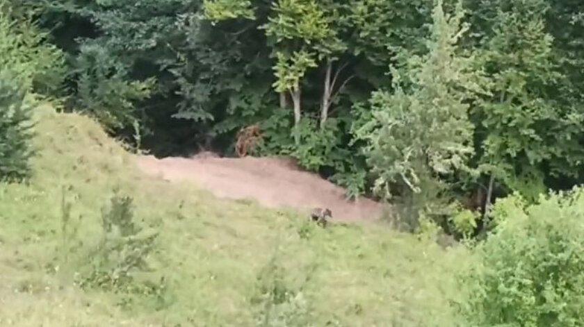 Balkız doğaya bırakıldı