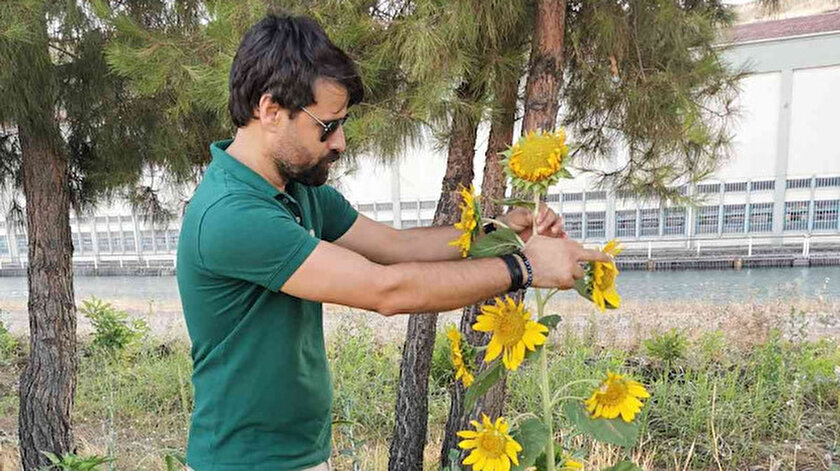 Diyarbakır haberleri: Okul müdürünün ektiği 18 başlı ayçiçeği Guinness’e aday