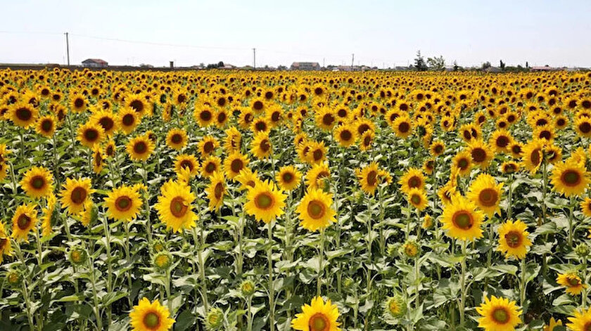 Malatyadaki Yazıhan Ovasında hasat edilen çerezlik ayçiçeğinde bu sezon 6 bin ton verim bekleniyor