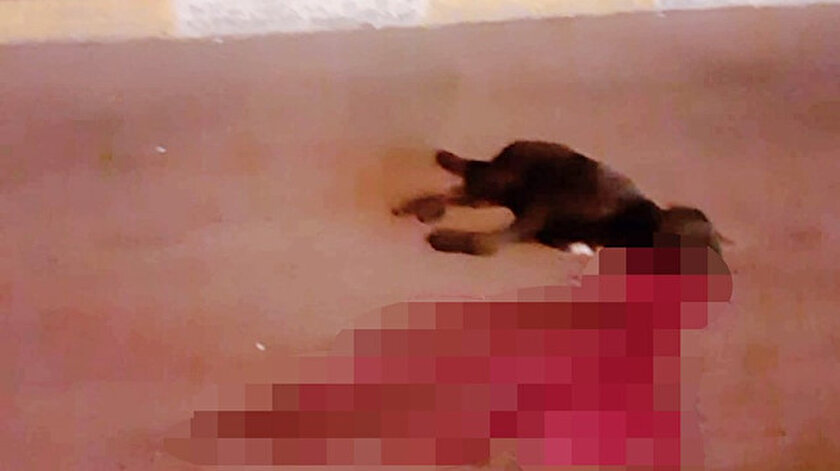 İETT otobüsünün çarptığı sokak köpeği telef oldu