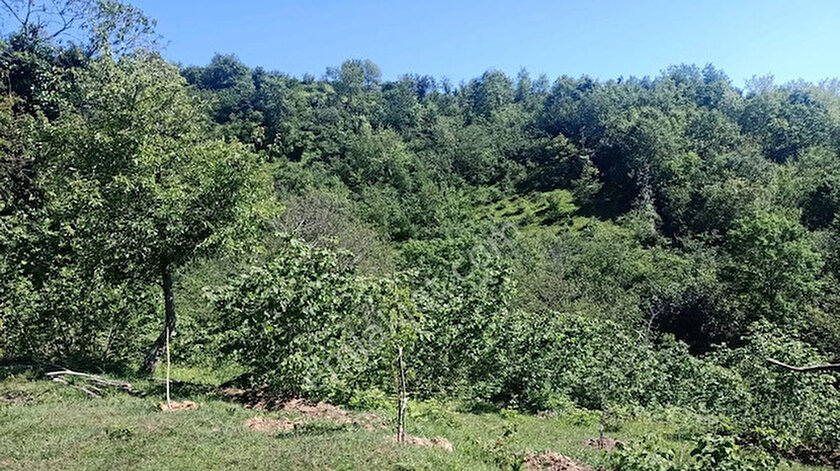 Giresun Derelide satılık fındık bahçeleri