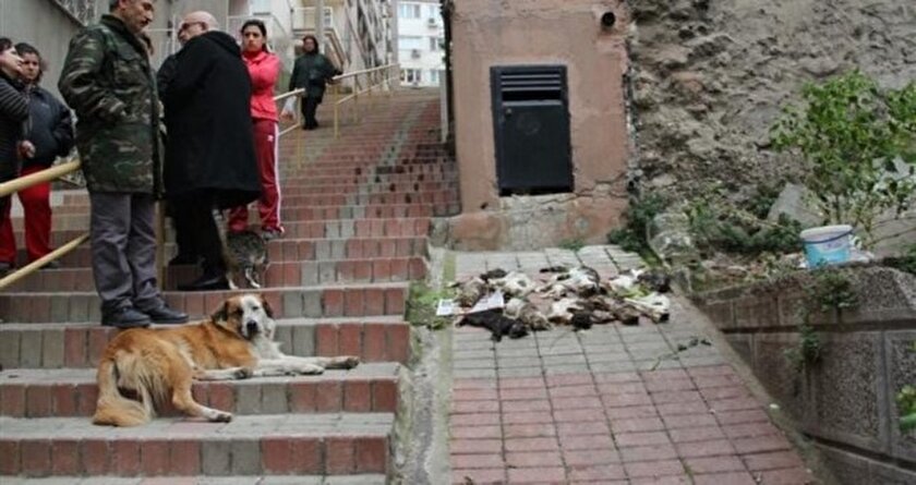 İzmir'de 12 kediyi zehirlediler