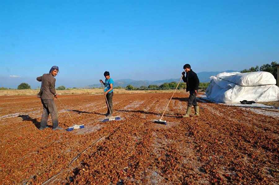 10 dönümlük alanda kurutulan atıklar, hayvan yetiştiricilerine satılıyor.