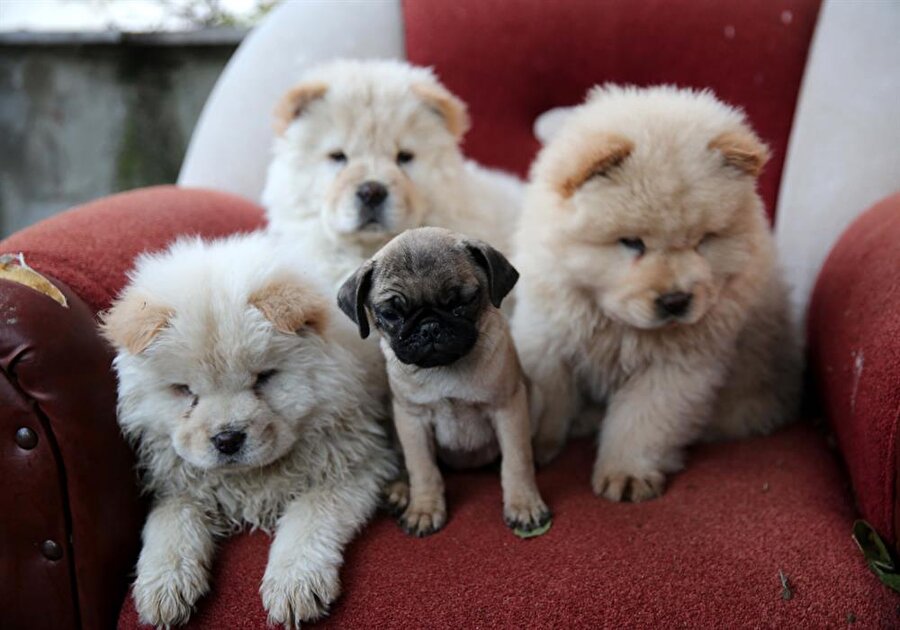 5 köpek koruma altına alındı.