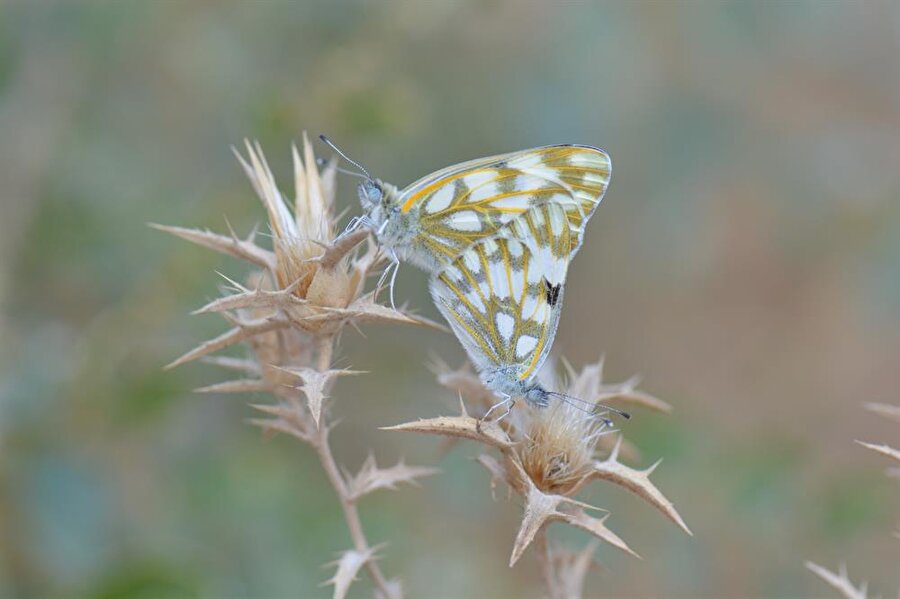 "Siirt Benekli Meleği"
