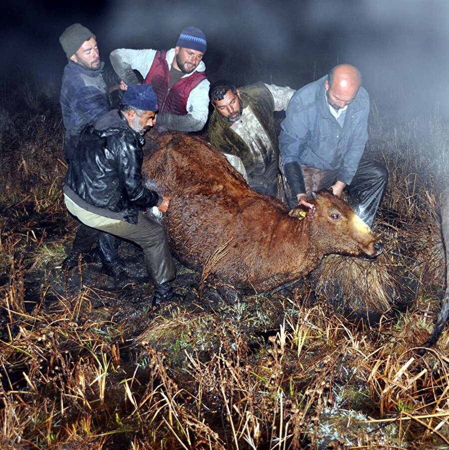 Mandaları çamurdan kurtarmaya çalışan köylüler