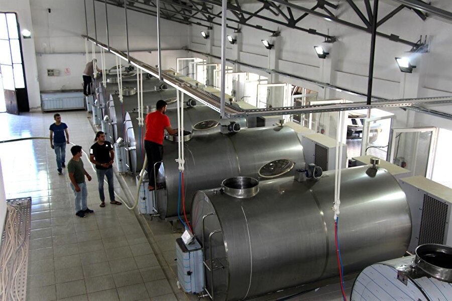 Süt üretim tesisinin günlük kapasitesi 50 ton.