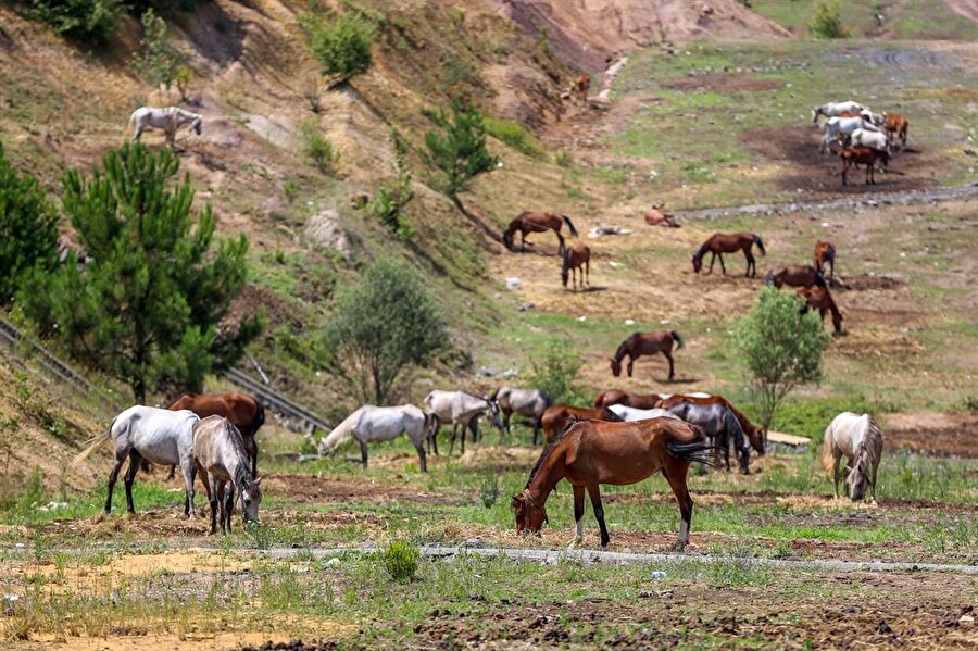 Beykoz'da bekletilen atların akıbeti belli oldu.