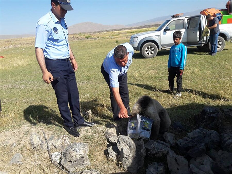Kafası teneke kutuya sıkışan yavru ayı kurtarıldı.