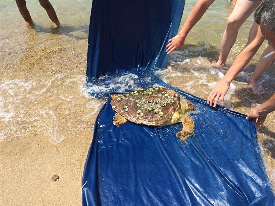 Caretta caretta tedavi altına alındı.