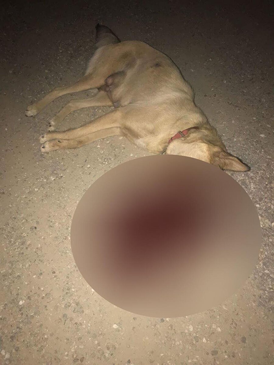 Sokak köpeğini av tüfeğiyle vurdular.