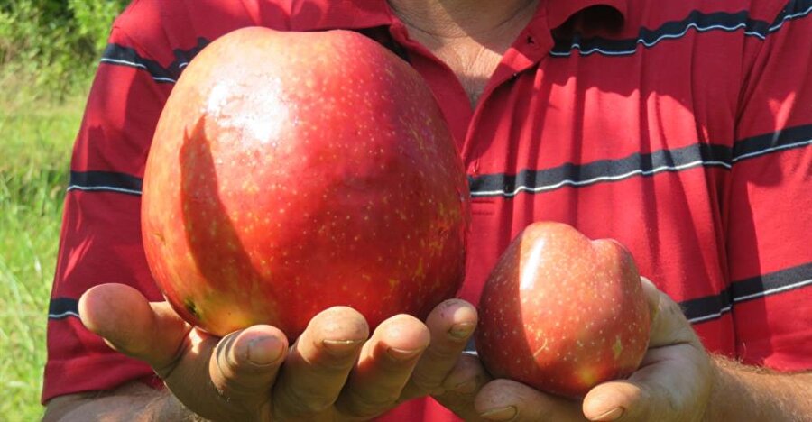 Bayramiç'te yetişen 1 kilo 105 gramlık elma yetiştirdi.