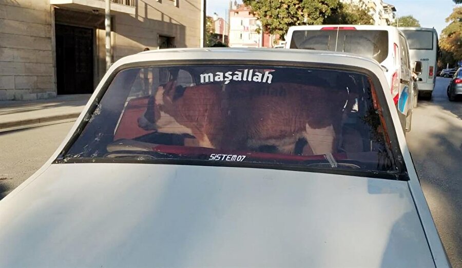 Buzağı otomobilin arka kısmında veterinere getirildi.