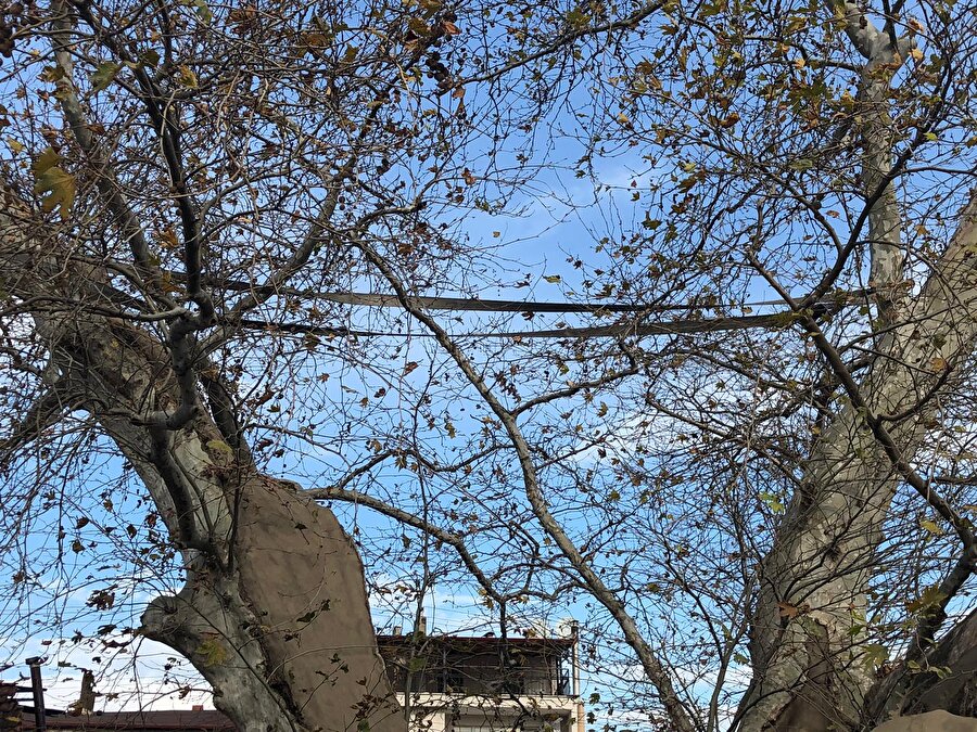 Tarihi çınar ağacını itfaiye hortumuyla bağladılar.