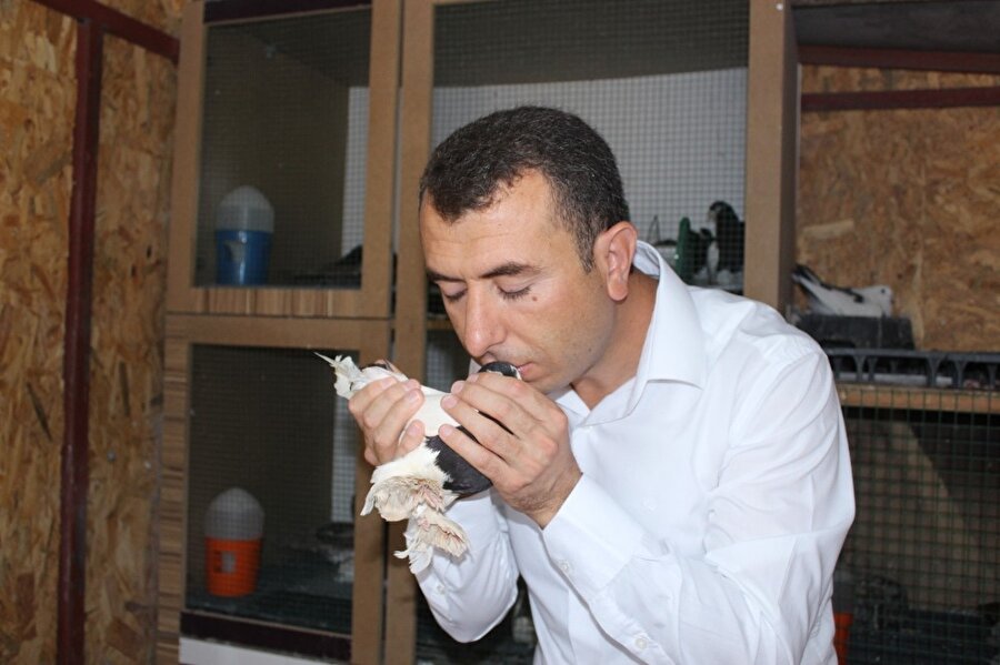 Kalp masajı ile hayata tutunan güvercin