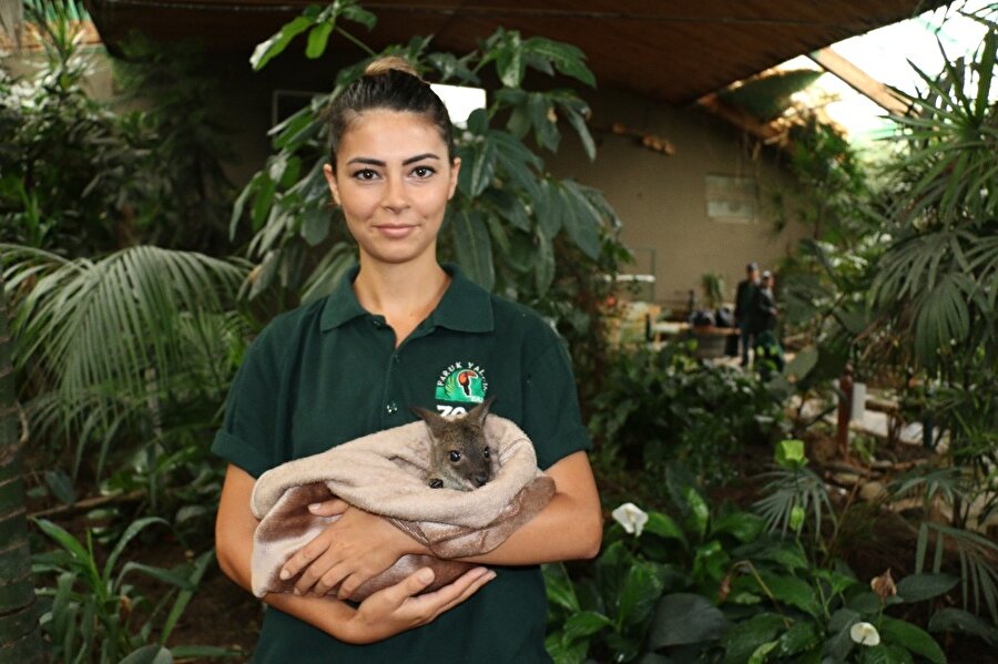 Biyolog Pınar Candaş yavru kanguruya sahip çıktı