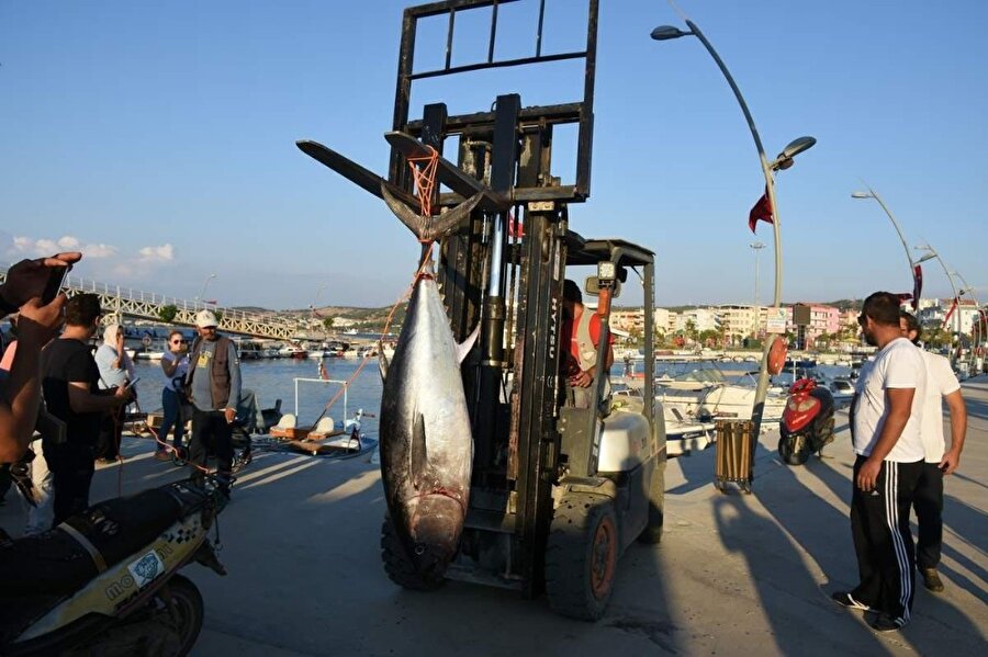 Bir buçuk metre boyunda 75 kilogram ağırlığında orkinos balığı