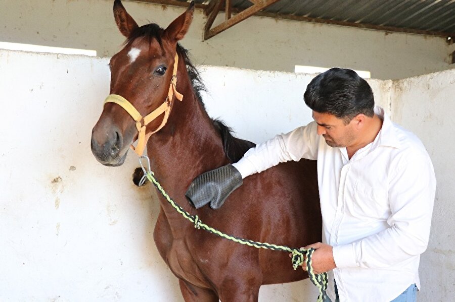 Daire fiyatına yarış atı