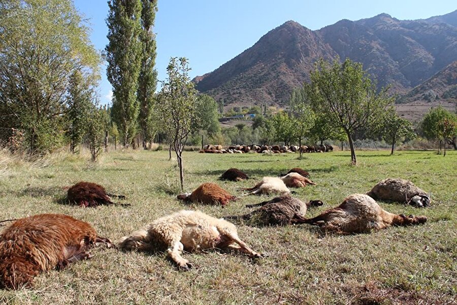 Çoban uyuyakaldı, kurtlar 40 koyunu telef etti